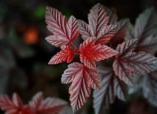 Czy wrzucanie ulotek do skrzynek pocztowych jest legalne? Czy wrzucanie ulotek do skrzynek pocztowych jest legalne?