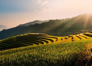 Co to jest Lead Star? Co to jest Lead Star?